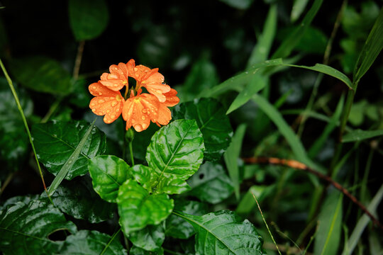 雨后小花