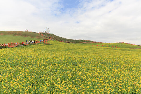 门源百里油菜花海圆山观景台