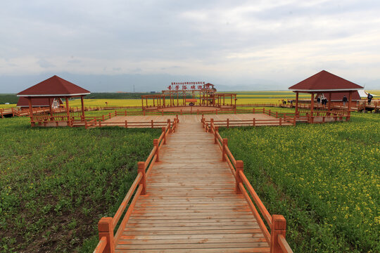 门源百里油菜花海芬芳浴景区