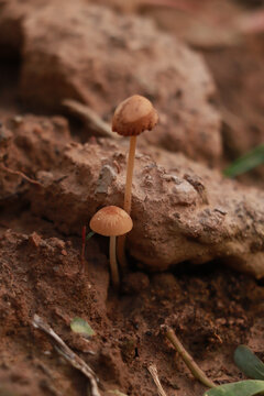 蘑菇的生长