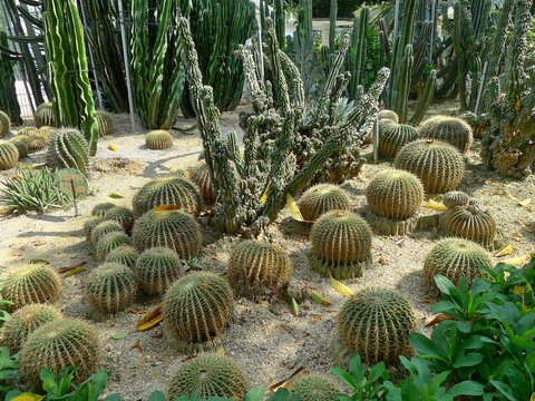 沙生植物