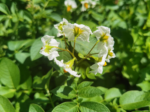 洋芋花