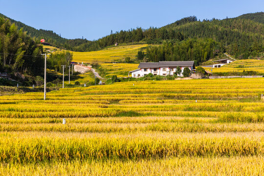 田园风光