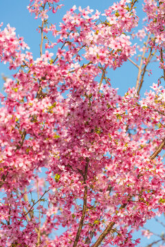 樱花天空