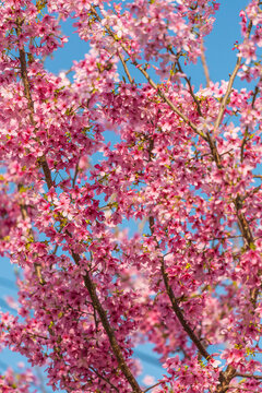 樱花天空