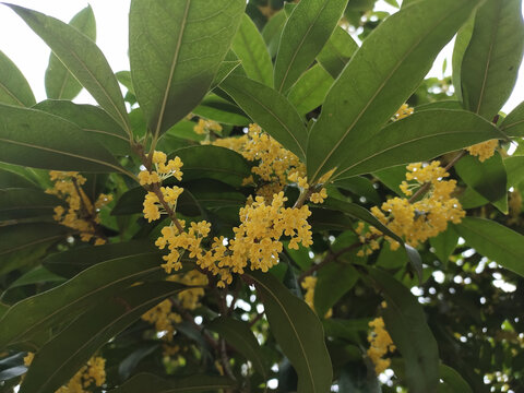 桂花与绿叶