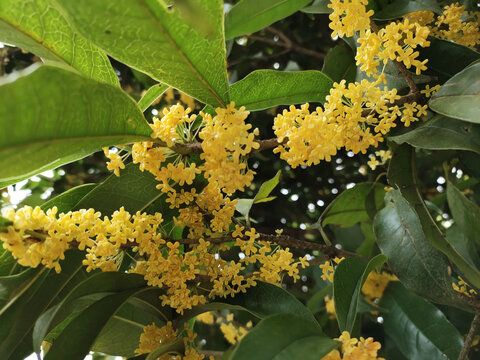 桂花特写