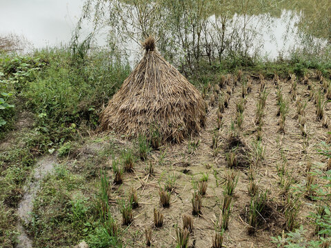 稻草垛