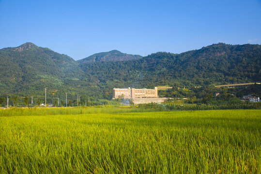 乡村田野