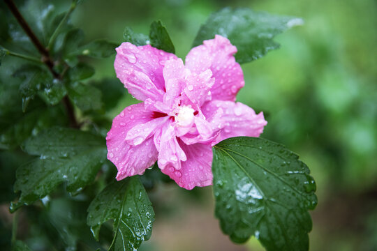 雨中的木槿花