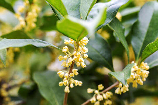 桂花盛开