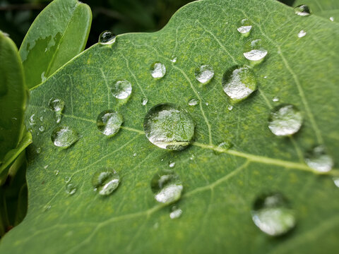 叶子上的水珠水滴露珠