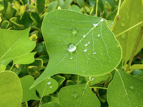 叶子上的水珠水滴露珠