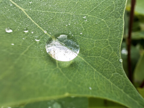 叶子上的水珠水滴露珠