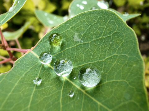 叶子上的水珠水滴露珠