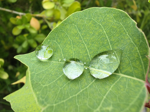 叶子上的水珠水滴露珠