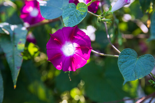 牵牛花