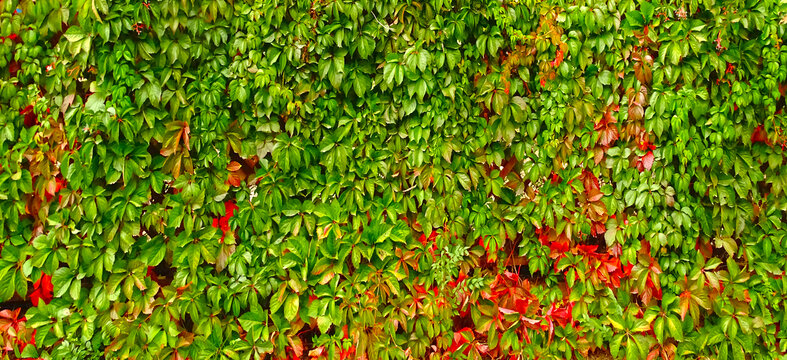 秋天绿叶墙