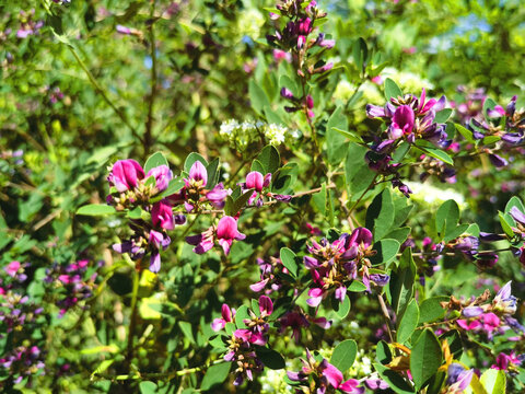 山里的花