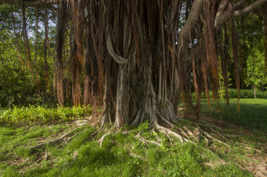 榕树根须