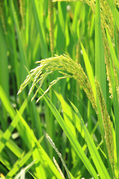 乡村水稻生长