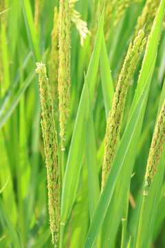 乡村水稻生长期