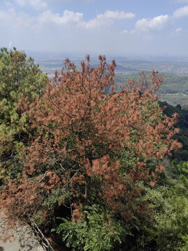 红松树