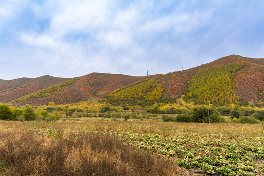 张北草原桦皮岭的秋季美景