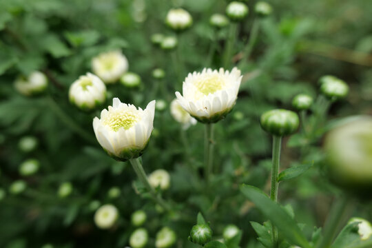 白菊花