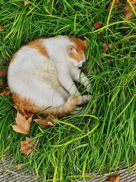 草丛睡觉的橘猫