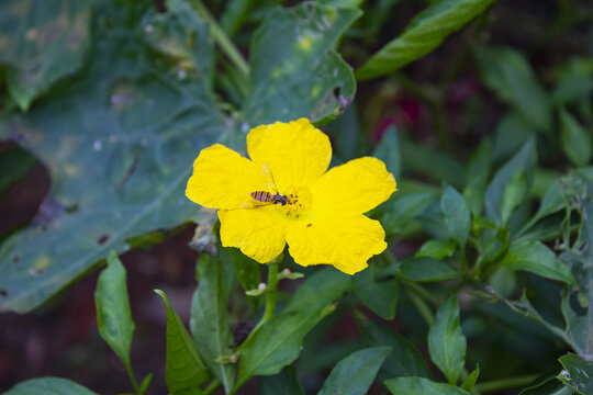 丝瓜花