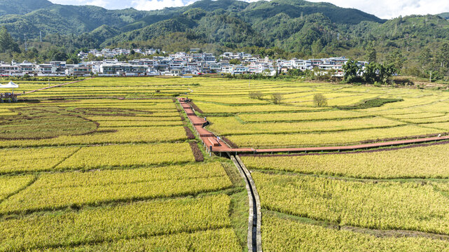 水稻田