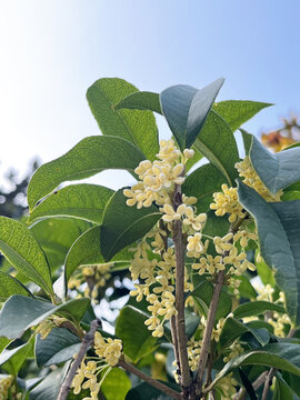 金桂秋天仰拍