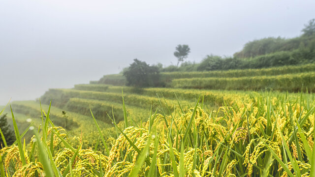 元阳梯田