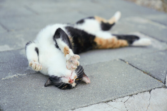 小猫猫萌宠宠物猫可爱萌猫