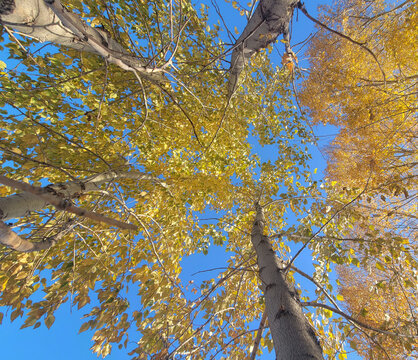 仰拍秋季白桦树