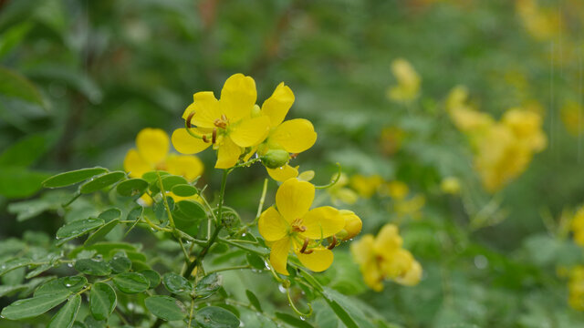 决明花