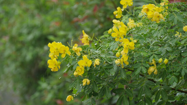 决明花