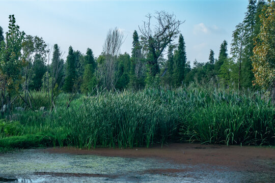 昆明滇池湿地