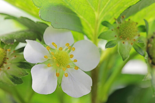 草莓花