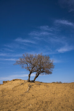 沙漠孤树