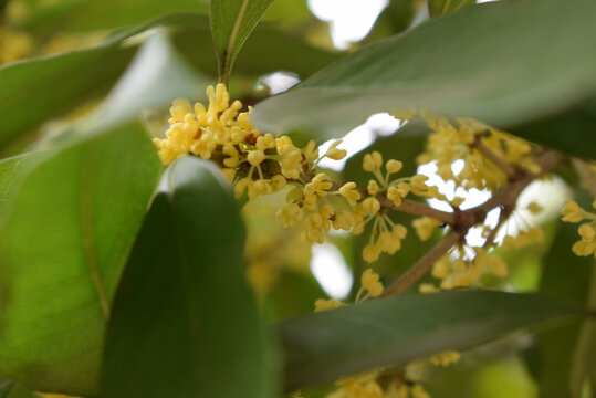 桂花素材