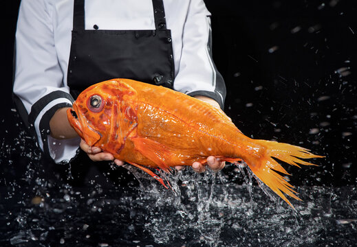 新西兰长寿鱼