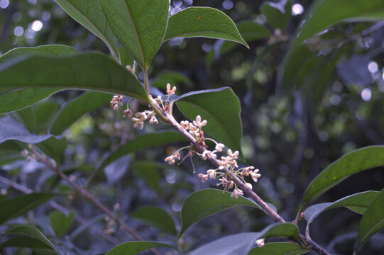 桂花