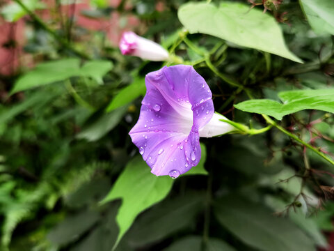 雨后牵牛花