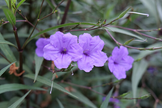 蓝花草