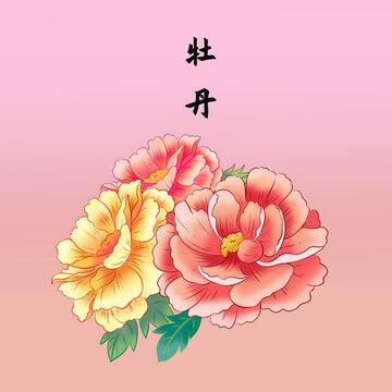 牡丹花插画元素