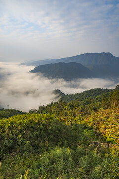 云雾山景树林