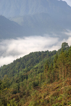 山林树林经济林