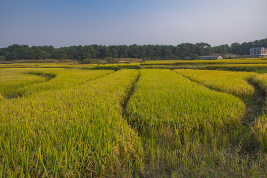 稻田水稻种植